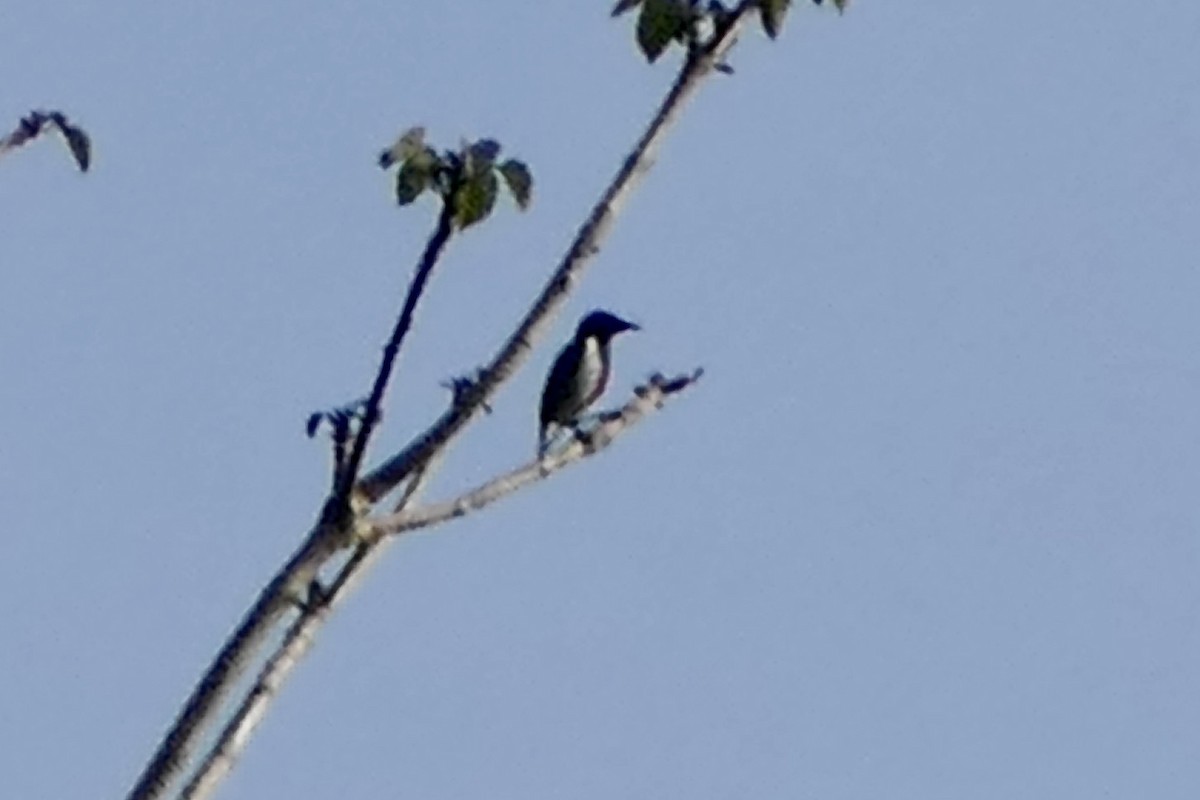 Scarlet-collared Flowerpecker - ML556322561