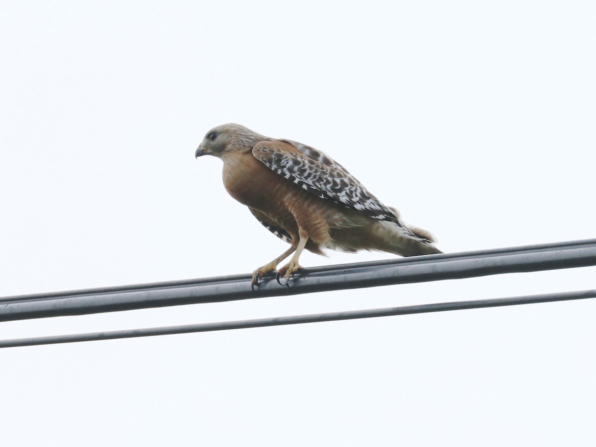 Канюк рудоплечий - ML556323081