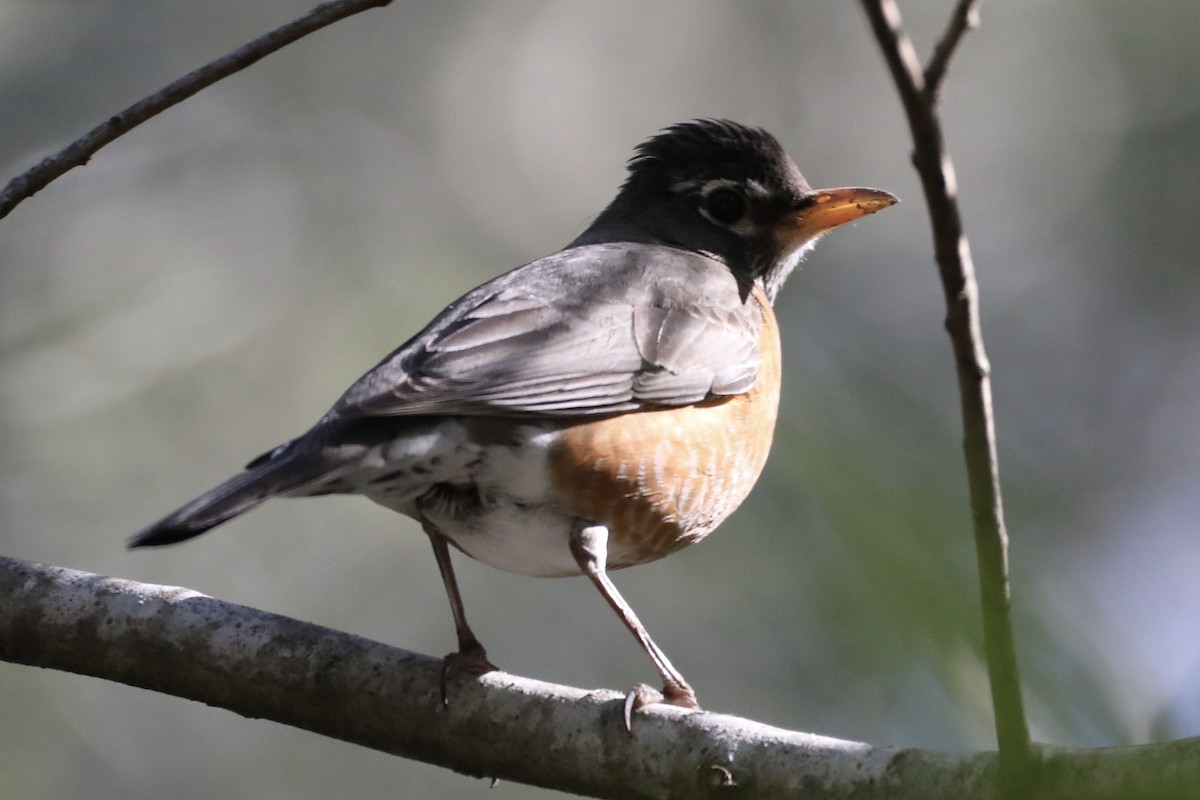 American Robin - ML556323621