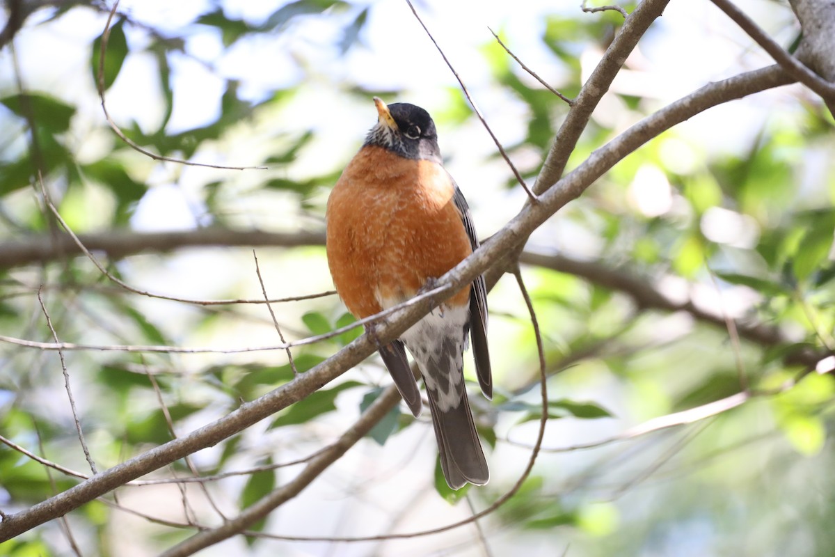 American Robin - Ann Stockert