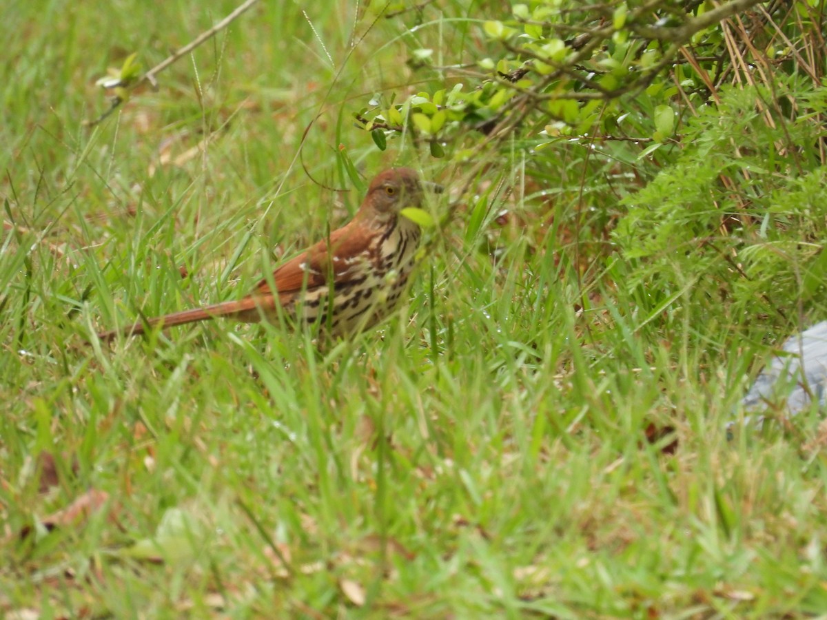 Рыжий пересмешник - ML556324721