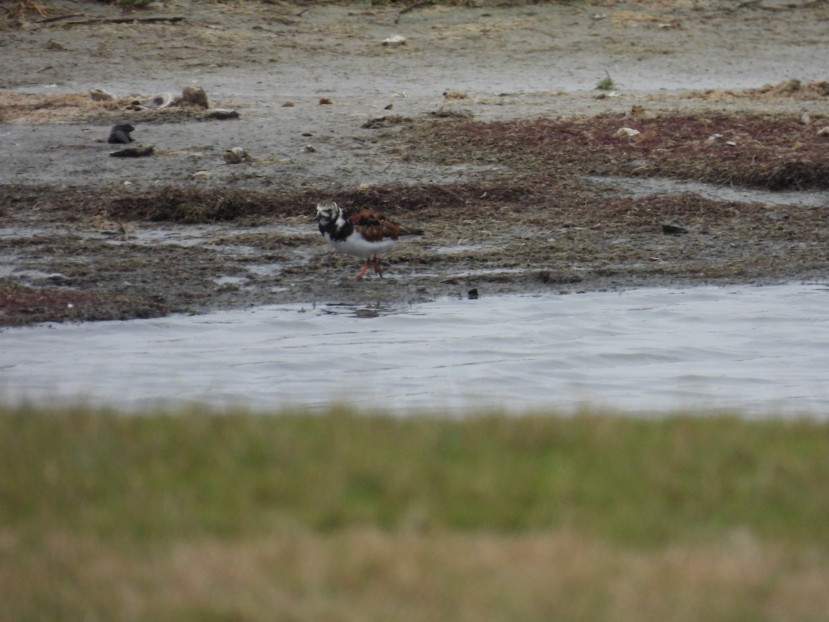 Ruddy Turnstone - ML556325081