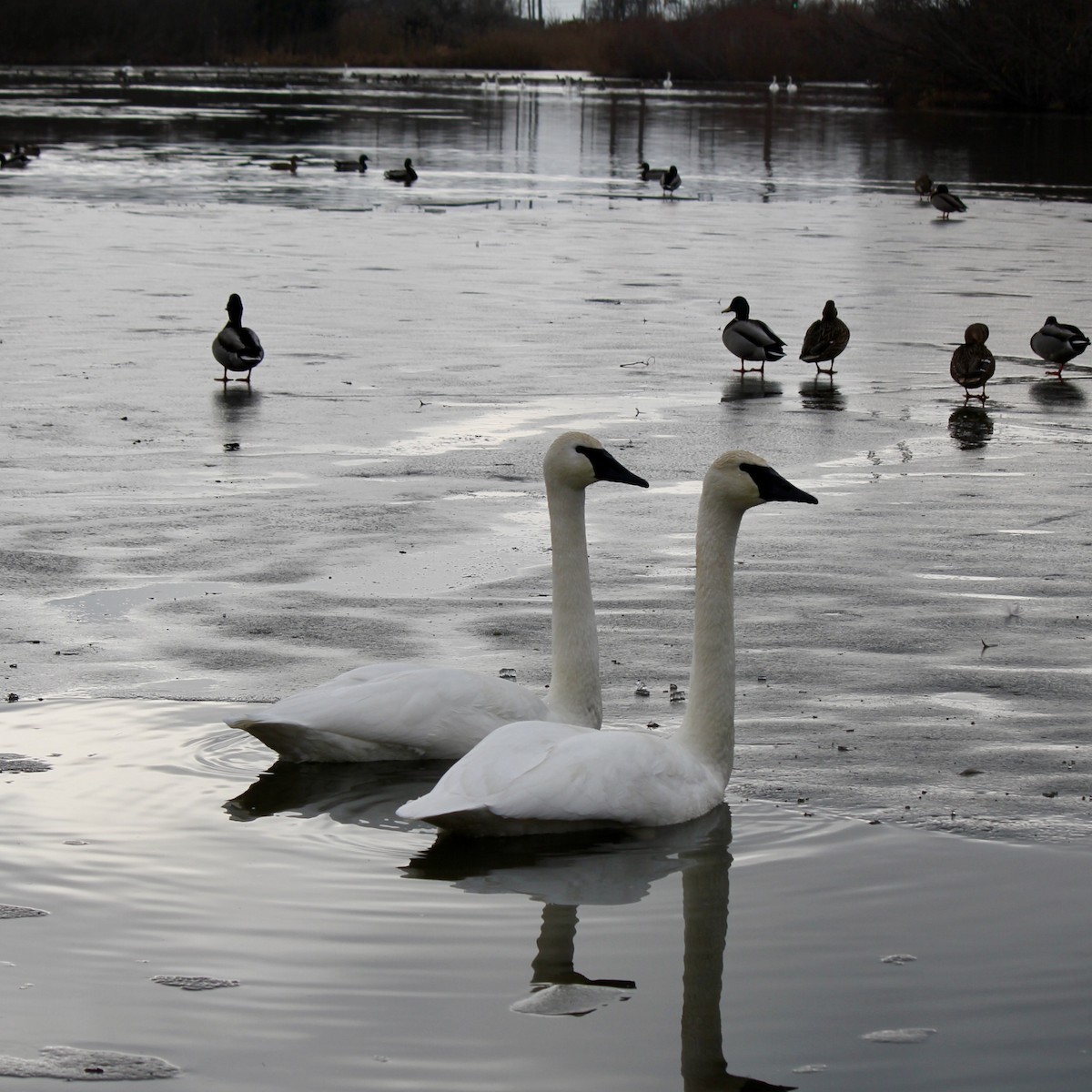 Trumpeter Swan - ML556326071