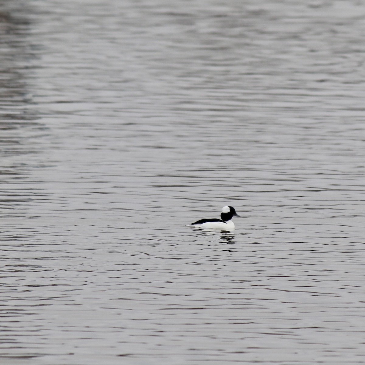 Bufflehead - ML556326091