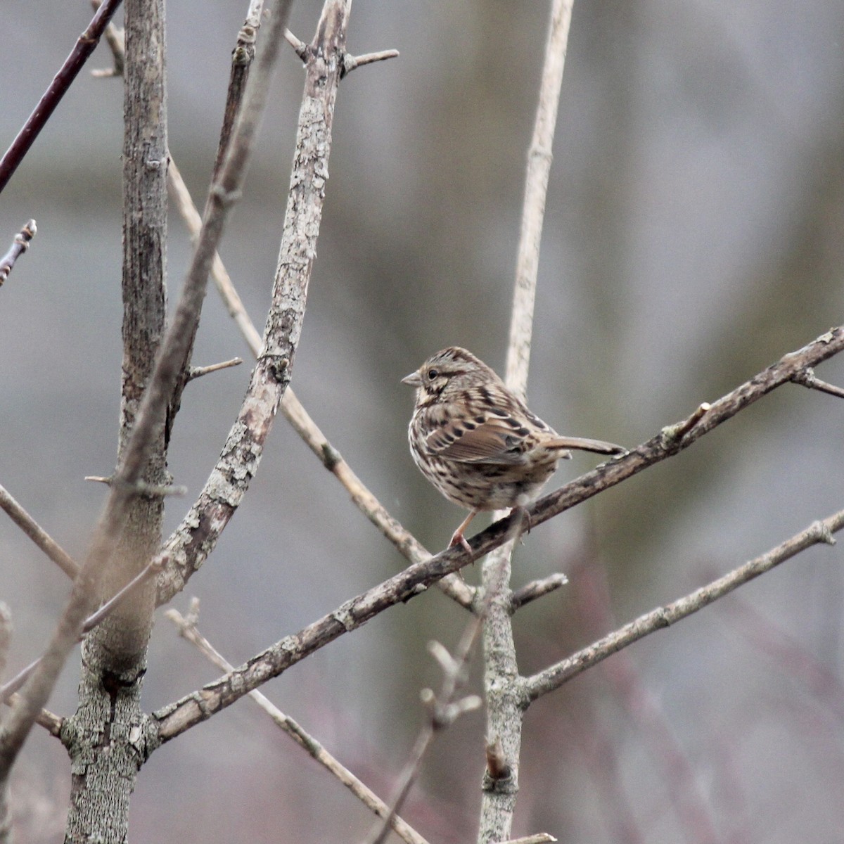 Song Sparrow - ML556326221