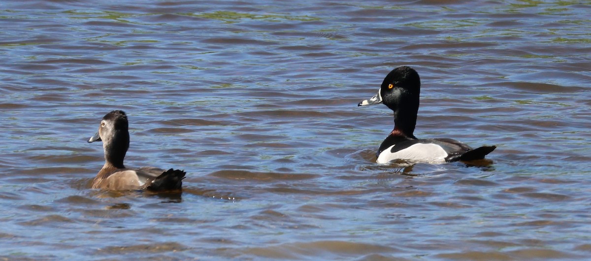 Ring-necked Duck - ML556328941