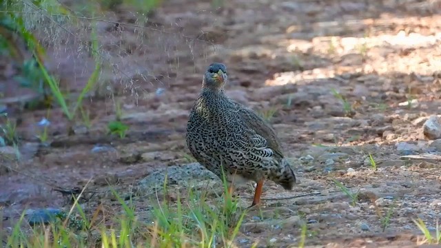 Natal Spurfowl - ML556329181