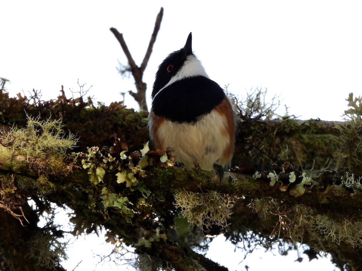 Cape/Malawi Batis - ML556329421