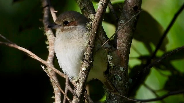 Red-backed Shrike - ML556329861