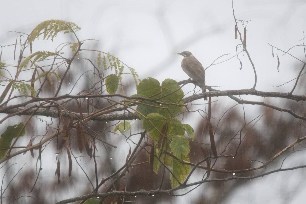 Streak-headed Honeyeater - ML556330651