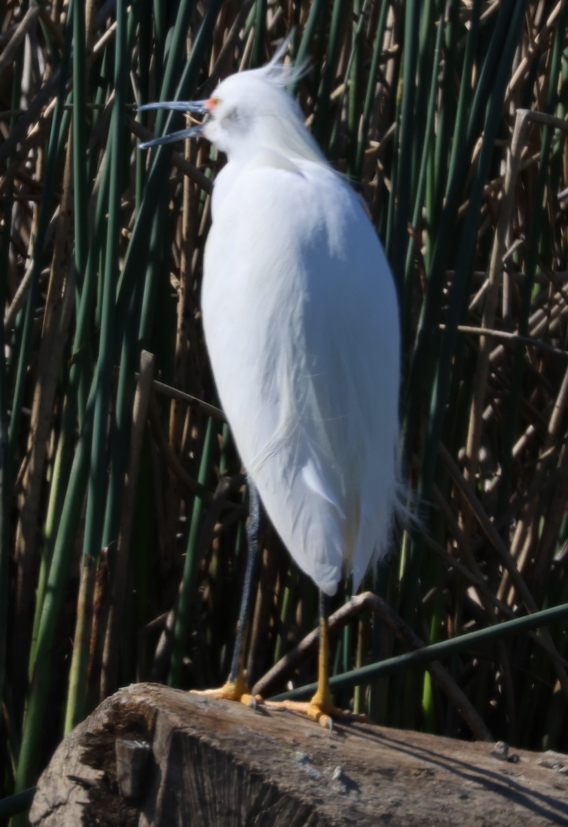 Snowy Egret - ML556331751