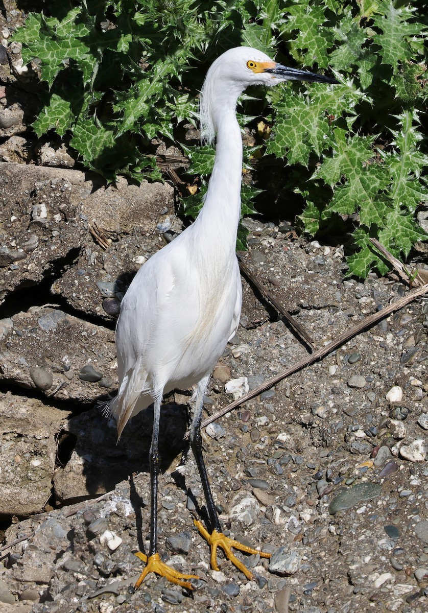 Snowy Egret - ML556331761