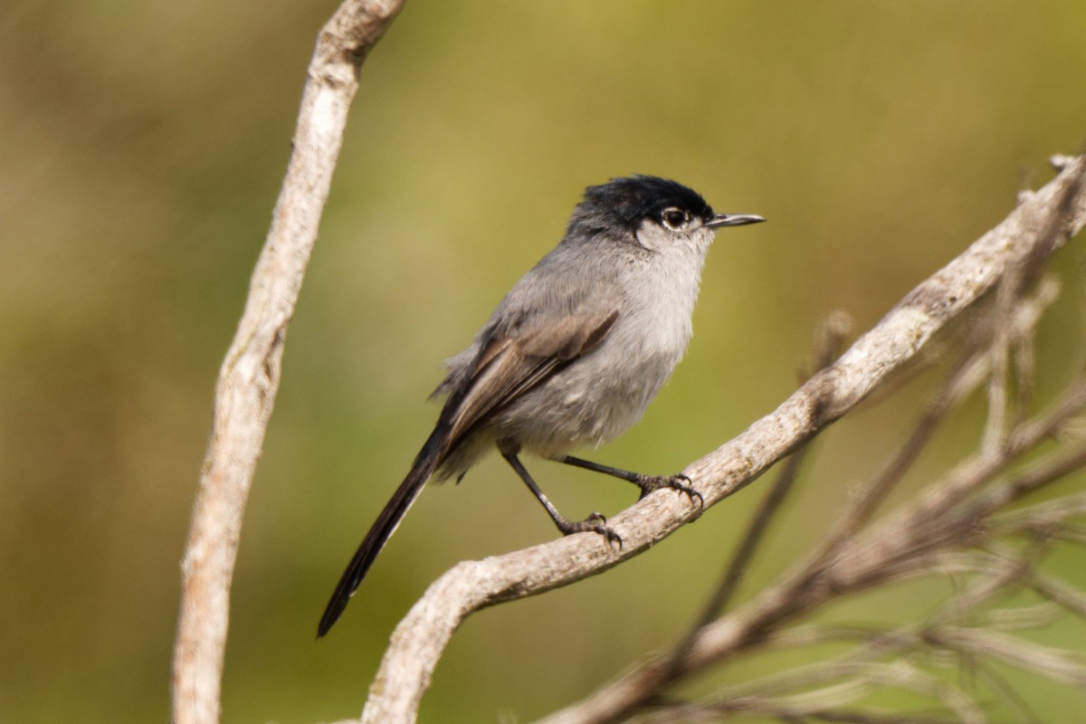 California Gnatcatcher - ML556332381