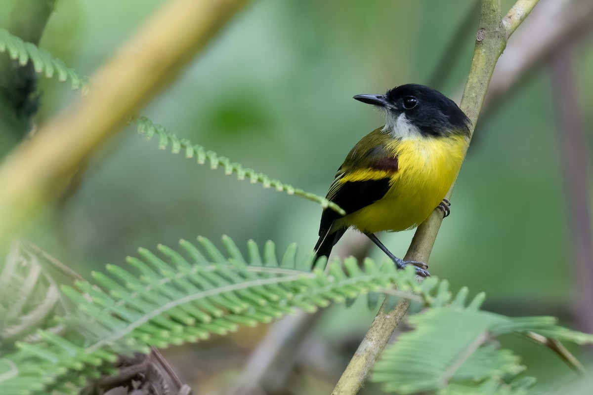 Golden-winged Tody-Flycatcher - ML556332851