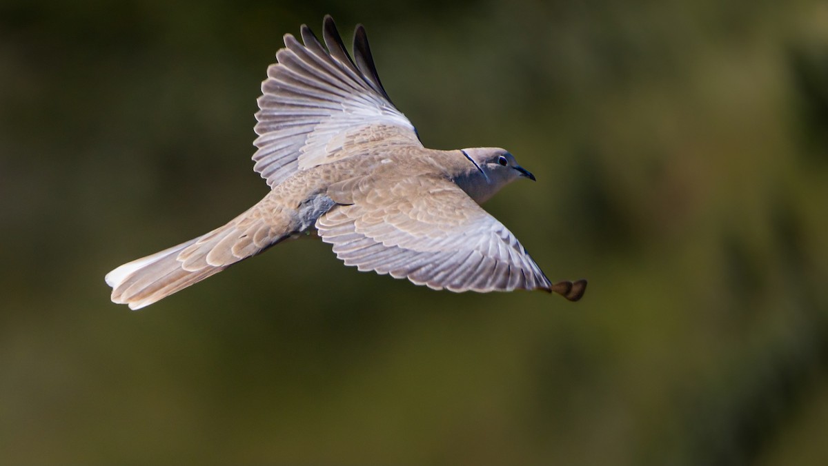 Eurasian Collared-Dove - ML556333201