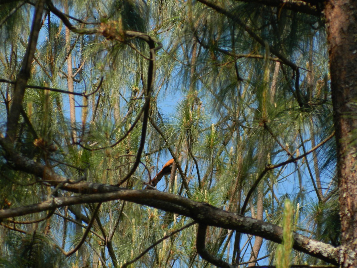 Squirrel Cuckoo - ML556333321