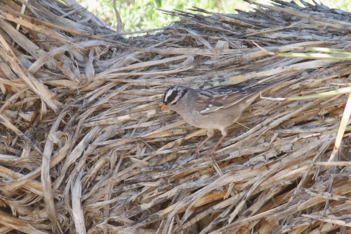 White-crowned Sparrow (Gambel's) - ML556334321