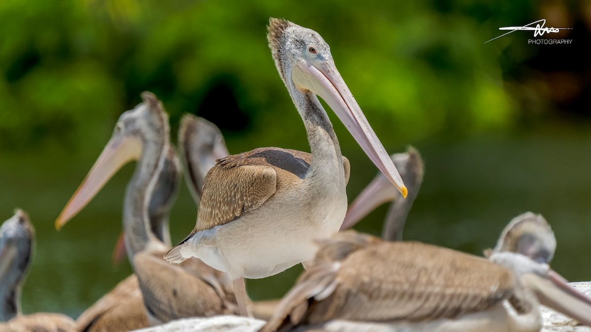 Spot-billed Pelican - Aritra Mitra