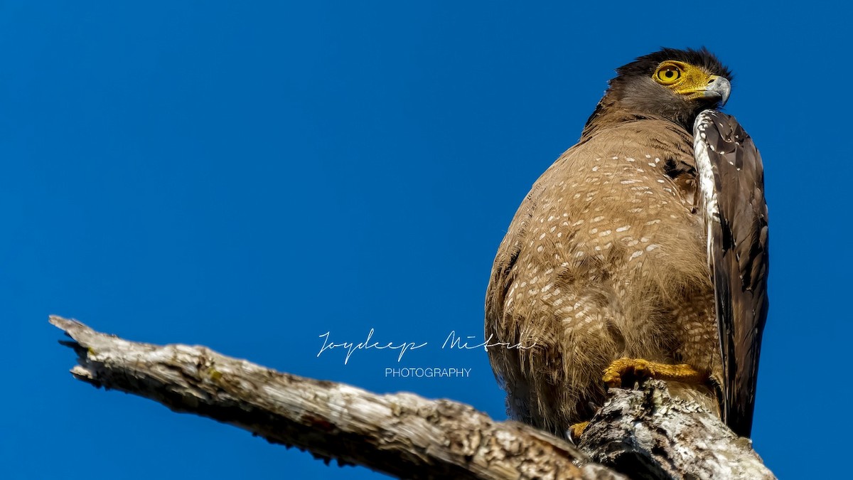 Crested Serpent-Eagle - Aritra Mitra