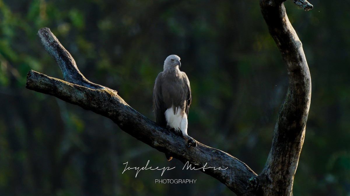 Gray-headed Fish-Eagle - Aritra Mitra