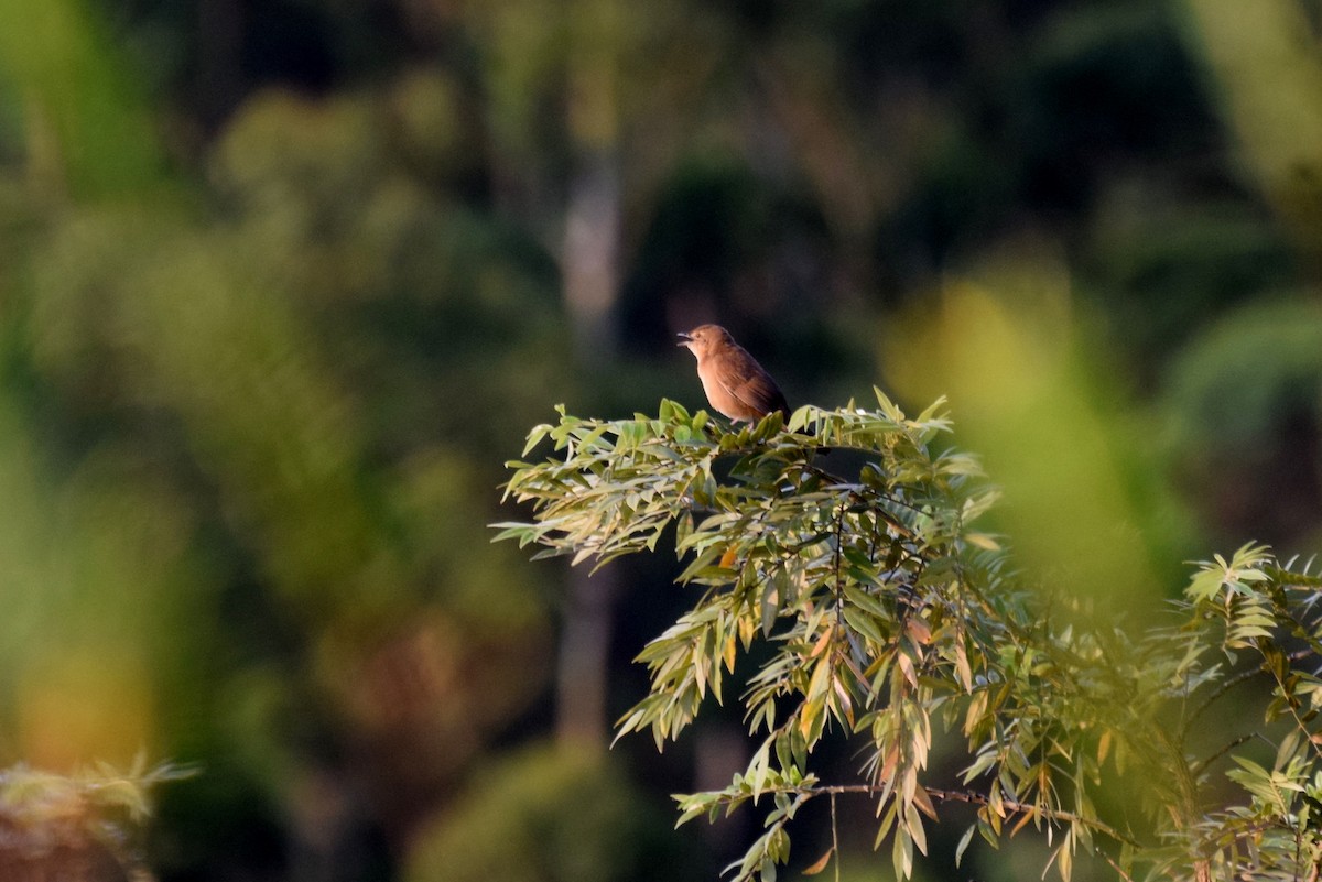 Broad-tailed Grassbird - Lathika  K K