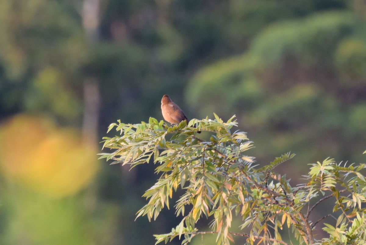 Broad-tailed Grassbird - Lathika  K K
