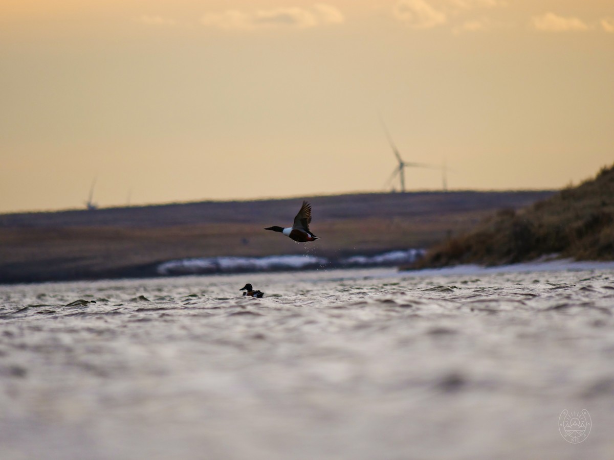 Northern Shoveler - Bob Izumi