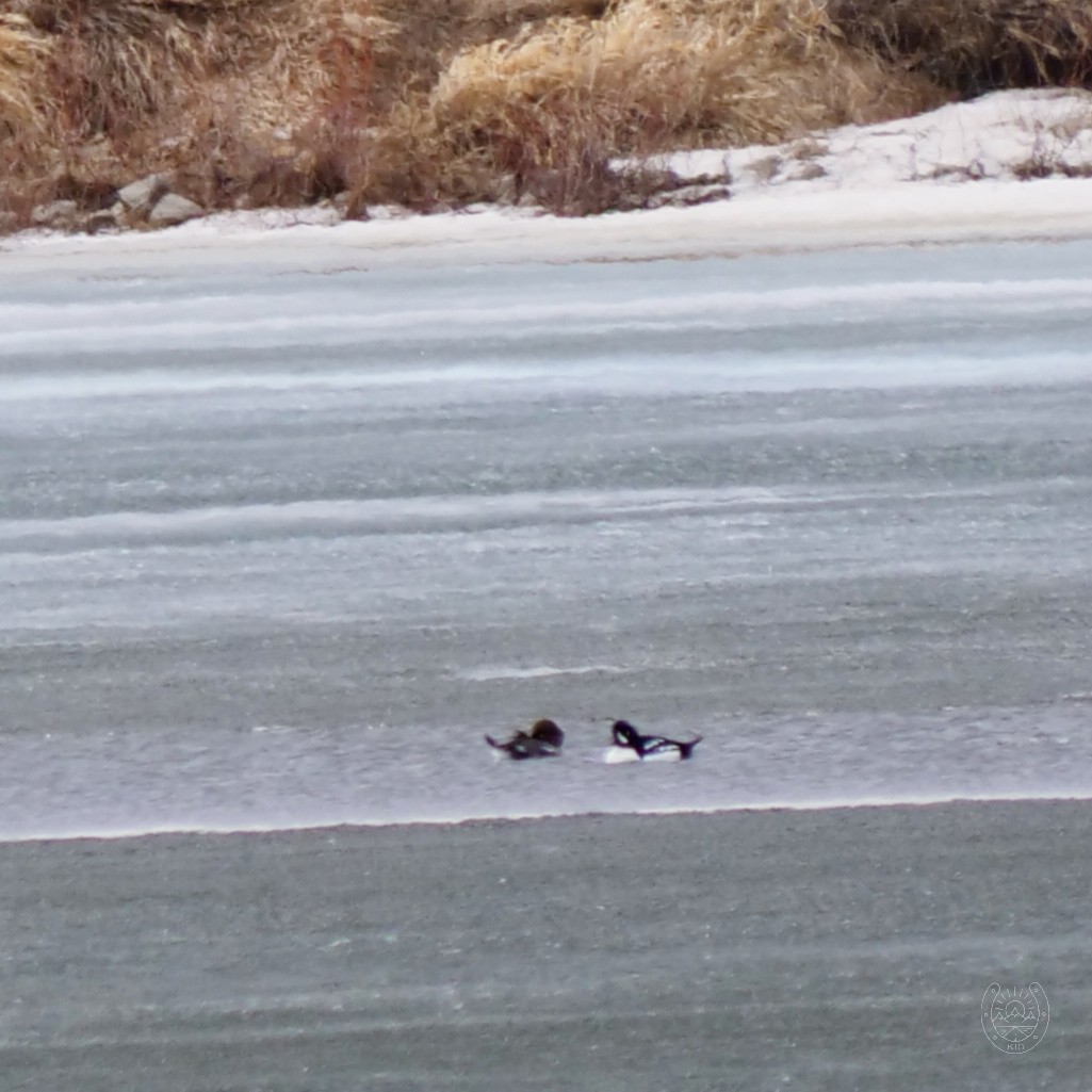 Barrow's Goldeneye - Great Blue Heron