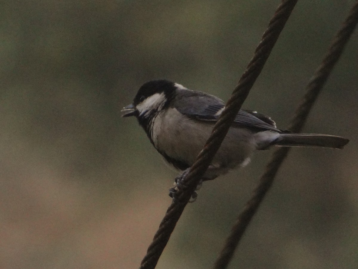 Asian Tit (Cinereous) - ML556337291
