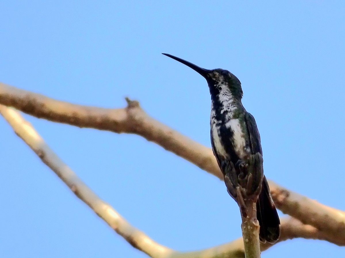 Green-breasted Mango - ML556337601