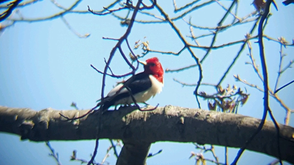 Red-headed Woodpecker - ML55633771