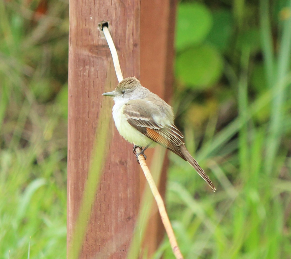 Ash-throated Flycatcher - Liz & Kev