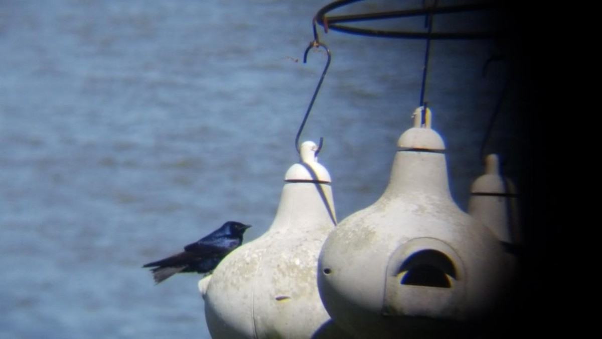 Purple Martin - ML55633821