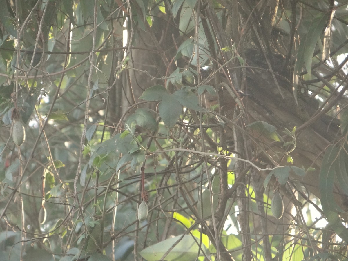 Nilgiri Laughingthrush - ML556338481