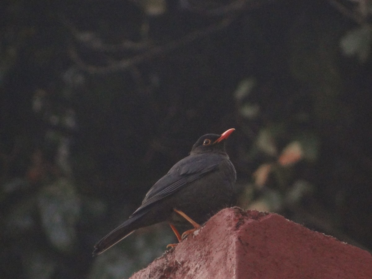 Indian Blackbird - ML556338681