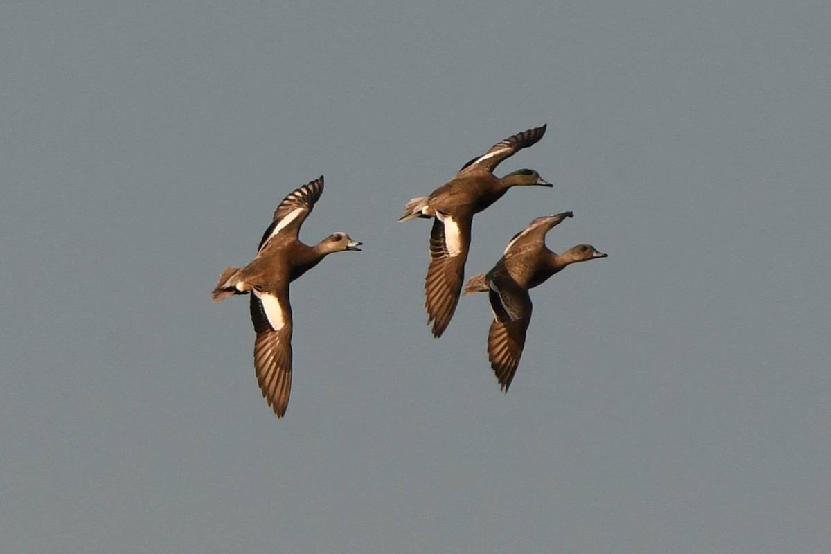 American Wigeon - Tom Frankel