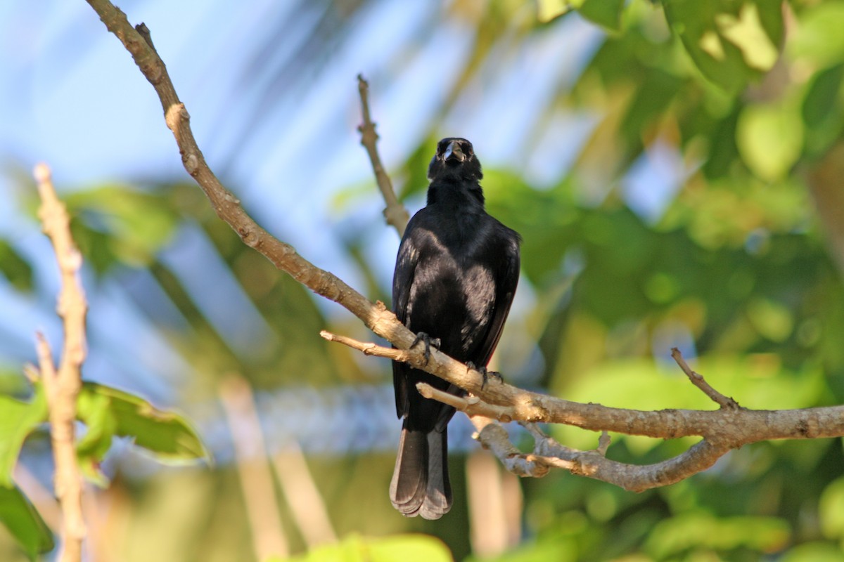 Cuban Blackbird - Noreen Baker