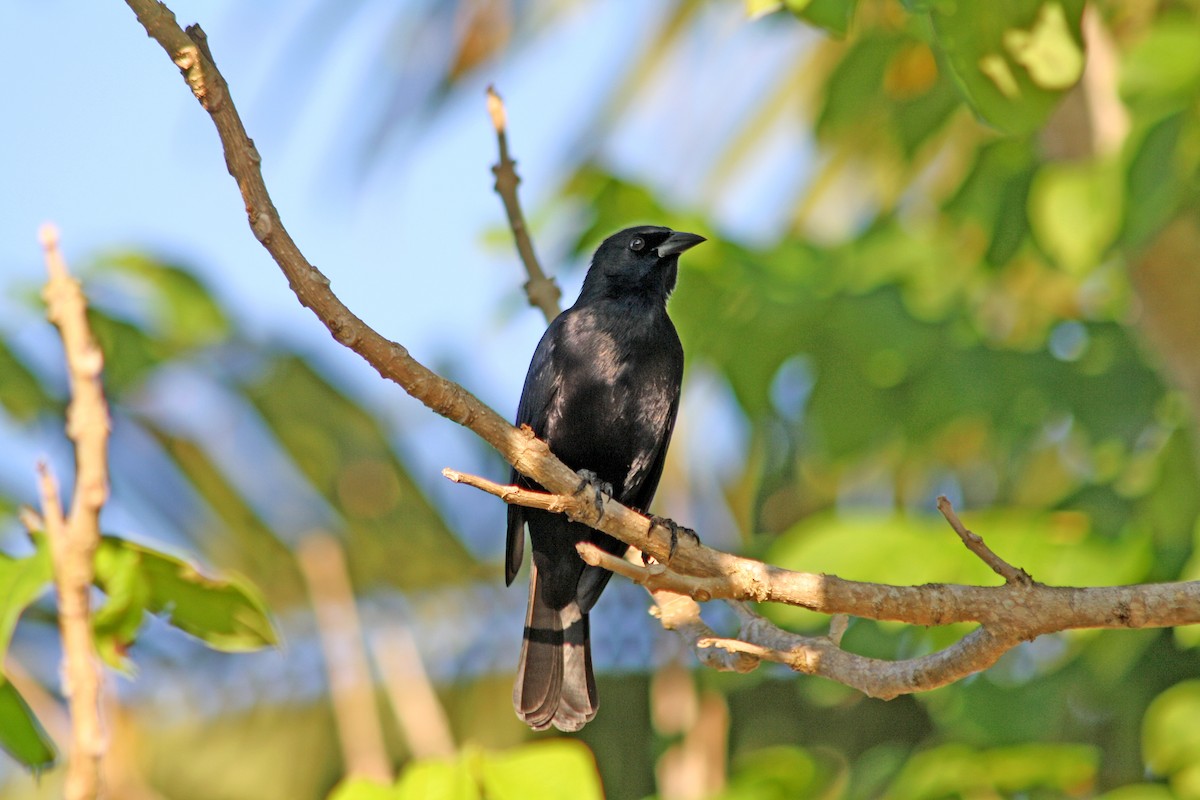 Cuban Blackbird - Noreen Baker