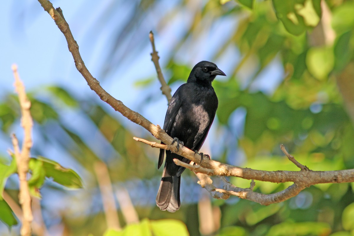 Cuban Blackbird - Noreen Baker