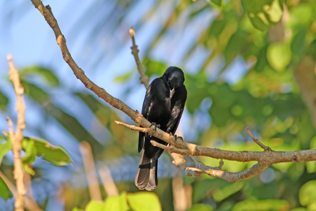 Cuban Blackbird - Noreen Baker