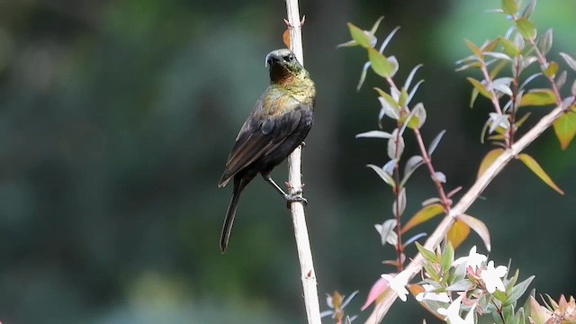 Нектарка бронзова - ML556341711