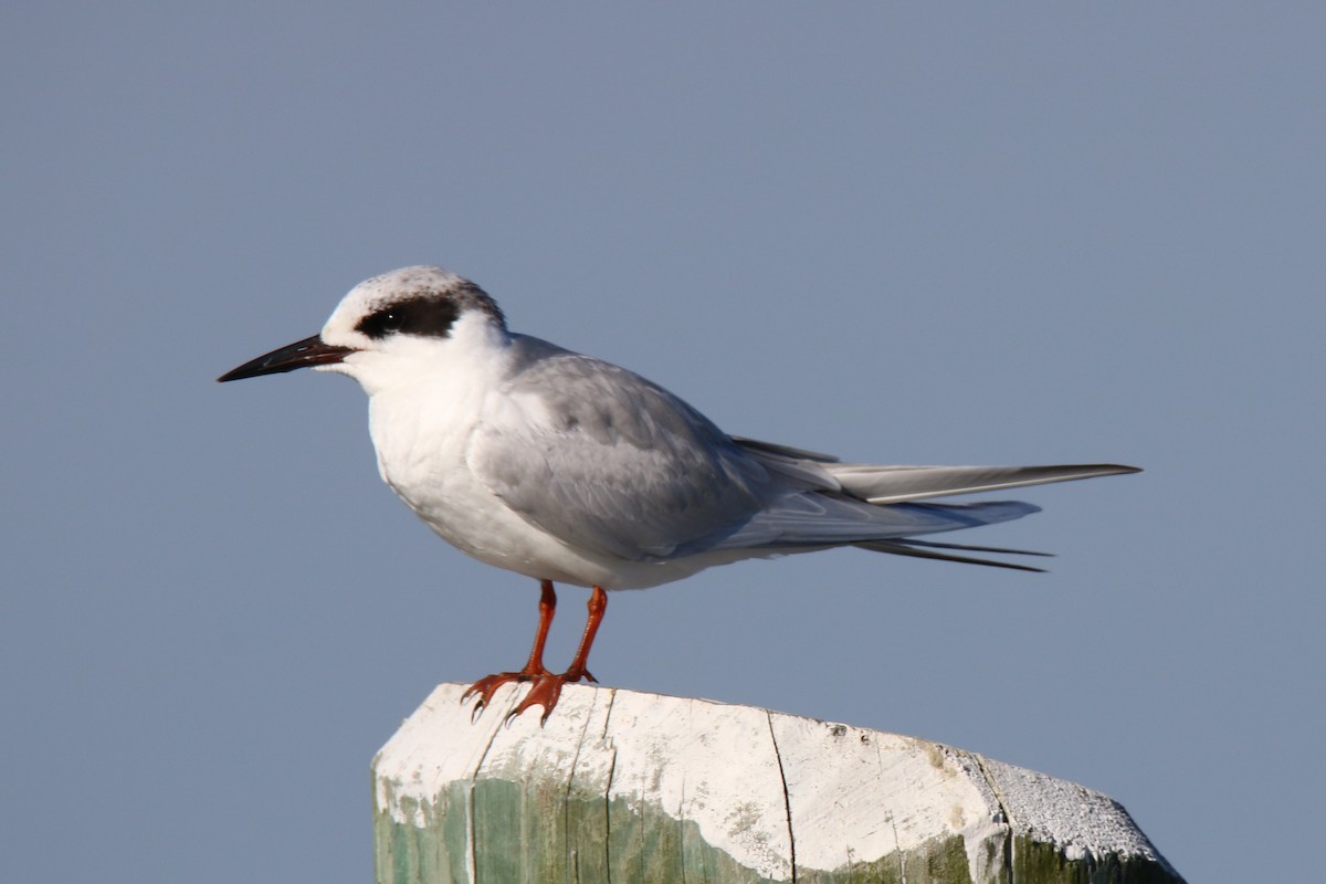 Sterne de Forster - ML55634191