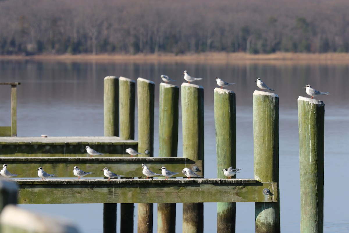 Sterne de Forster - ML55634211