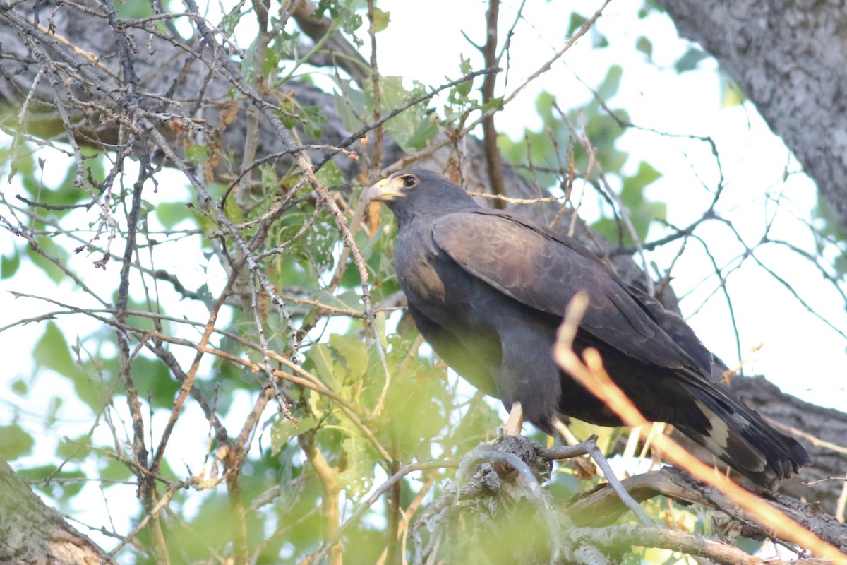 Common Black Hawk (Common) - ML556342781