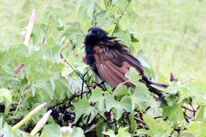 Lesser Coucal - Jay & Judy Anderson