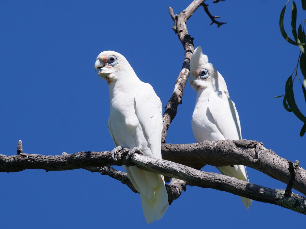 Cacatoès corella - ML556343221