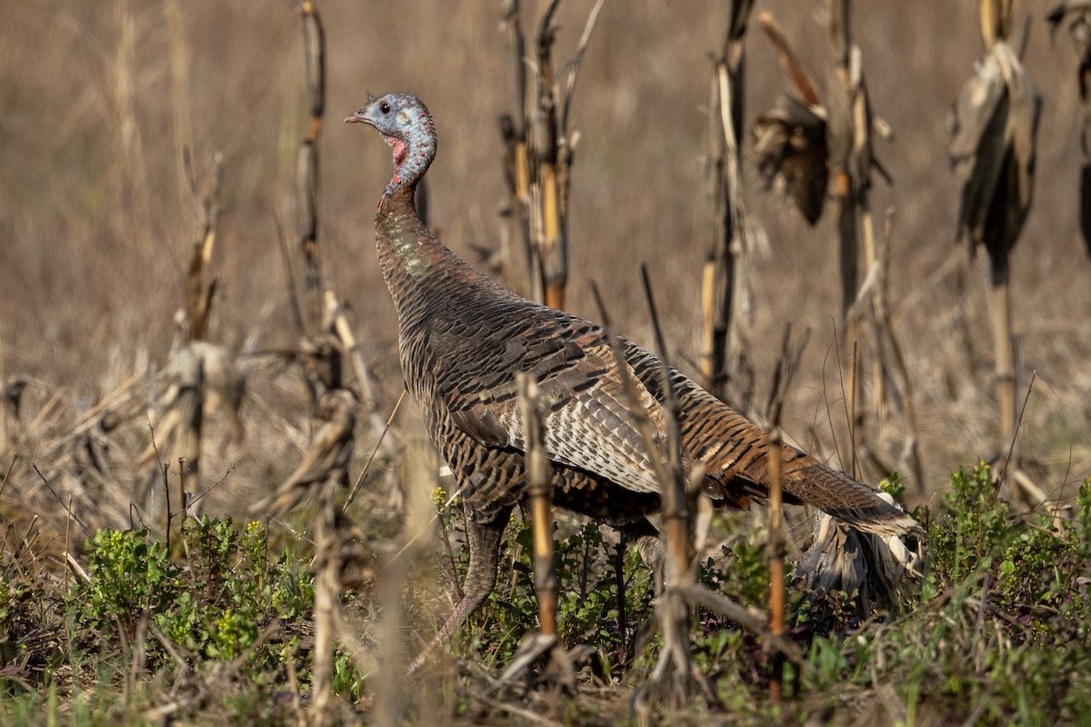 Wild Turkey - ML556345731