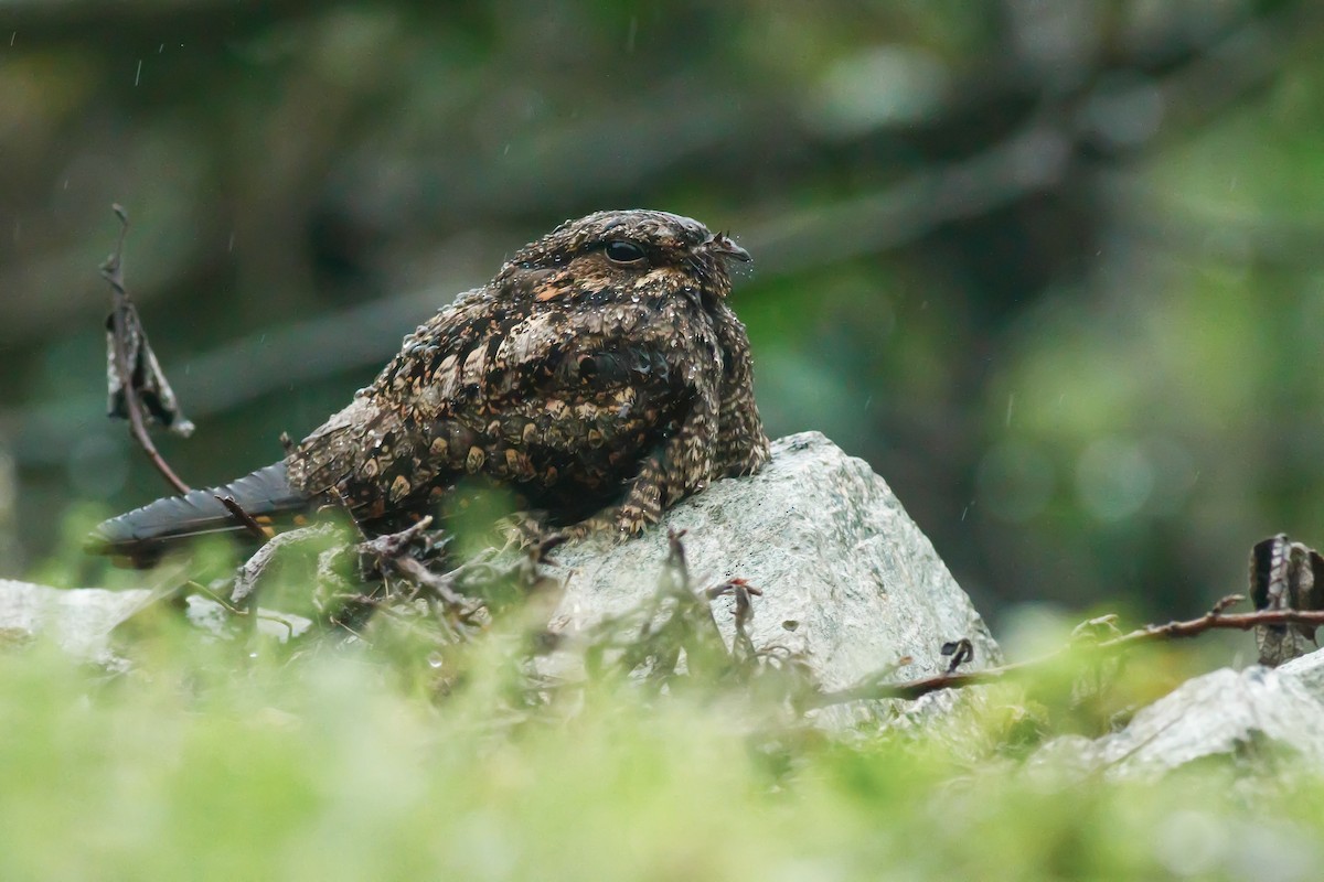 Gray Nightjar - u7 Liao