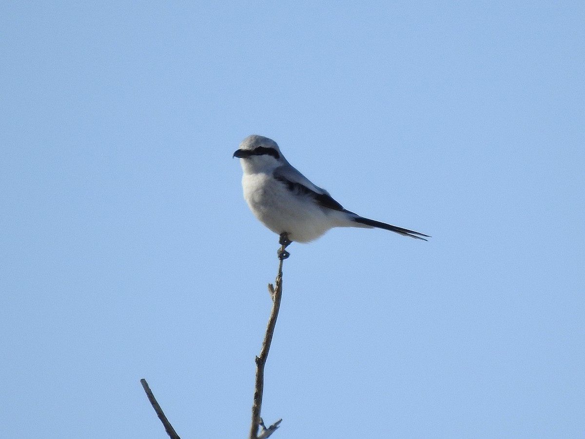 Northern Shrike - ML556346011