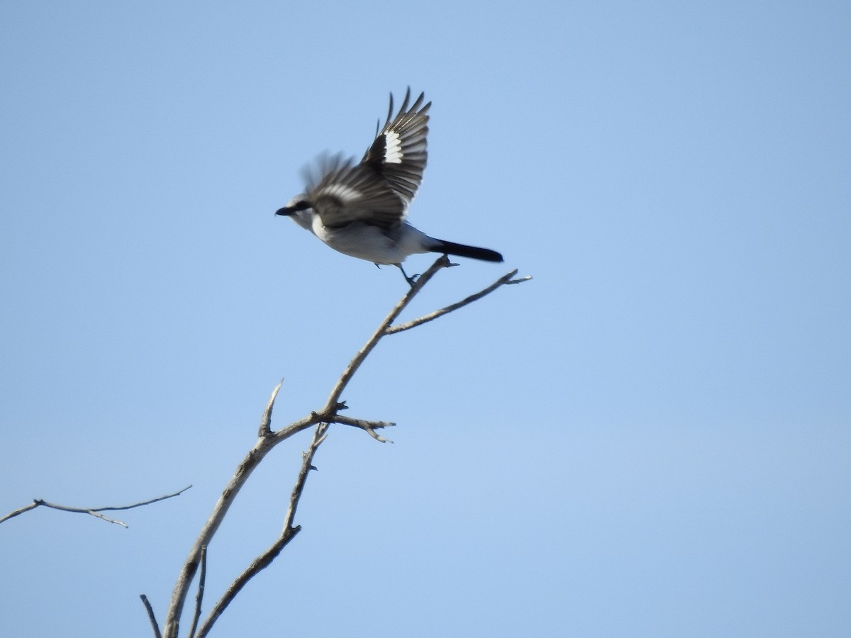 Northern Shrike - ML556346021